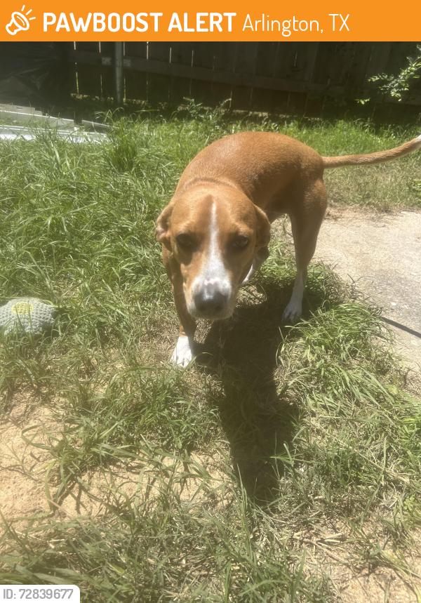 Found/Stray Female Dog last seen by miller elementary , Arlington, TX 76016