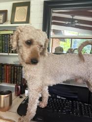 Found/Stray Male Dog last seen Back Creek Church Road, Charlotte, NC 28215