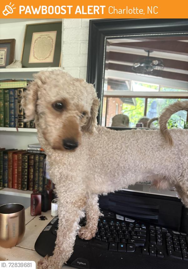 Found/Stray Male Dog last seen Back Creek Church Road, Charlotte, NC 28215