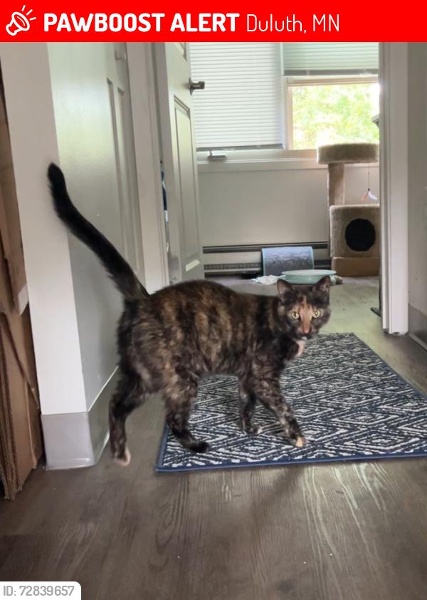 Lost Female Cat last seen North side of Chester Park, Duluth, MN 55811