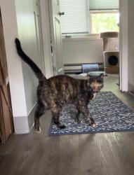 Lost Female Cat last seen North side of Chester Park, Duluth, MN 55811