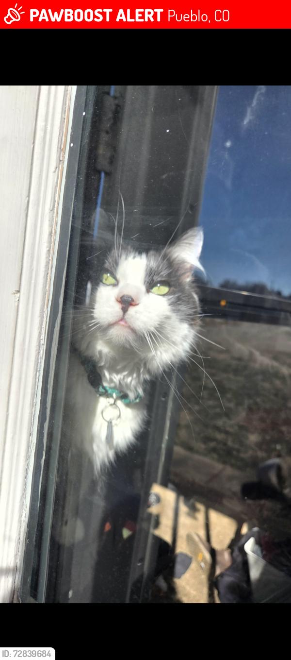 Lost Male Cat last seen Pueblo and Thatcher area, Pueblo, CO 81005