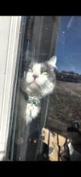 Lost Male Cat last seen Pueblo and Thatcher area, Pueblo, CO 81005