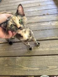 Found/Stray Female Cat last seen Russell Way ln, Winston-Salem, NC 27127