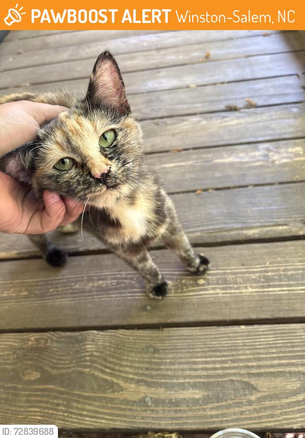 Found/Stray Female Cat last seen Russell Way ln, Winston-Salem, NC 27127