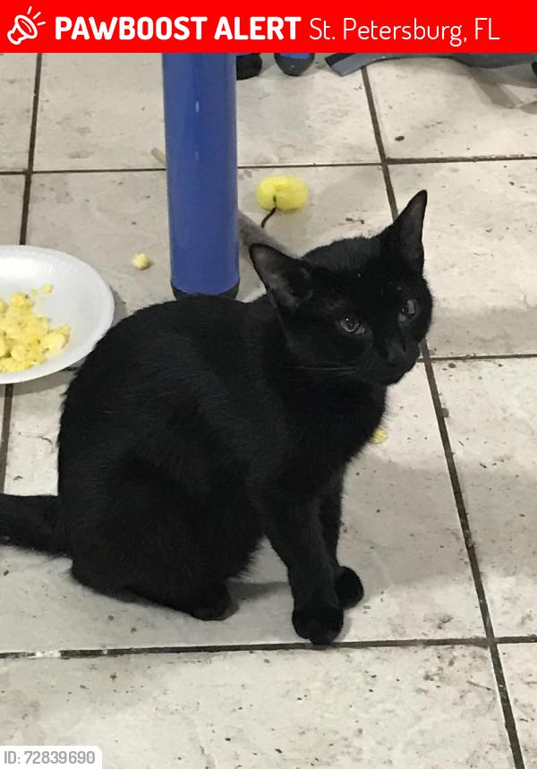 Lost Female Cat last seen Near 41st ave ne, St. Petersburg, FL 33703