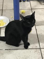 Lost Female Cat last seen Near 41st ave ne, St. Petersburg, FL 33703