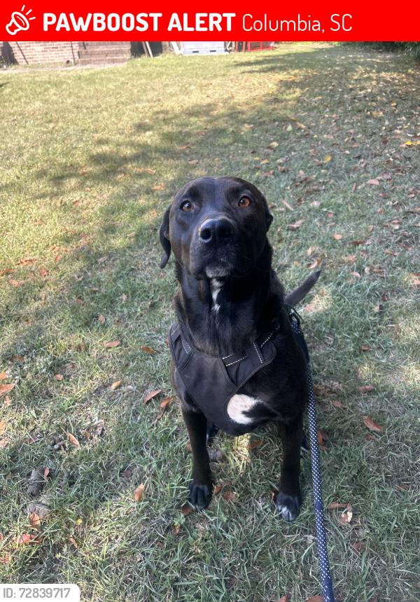 Lost Female Dog last seen King street, Columbia, SC 29205