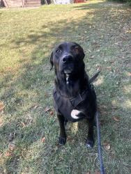 Lost Female Dog last seen King street, Columbia, SC 29205