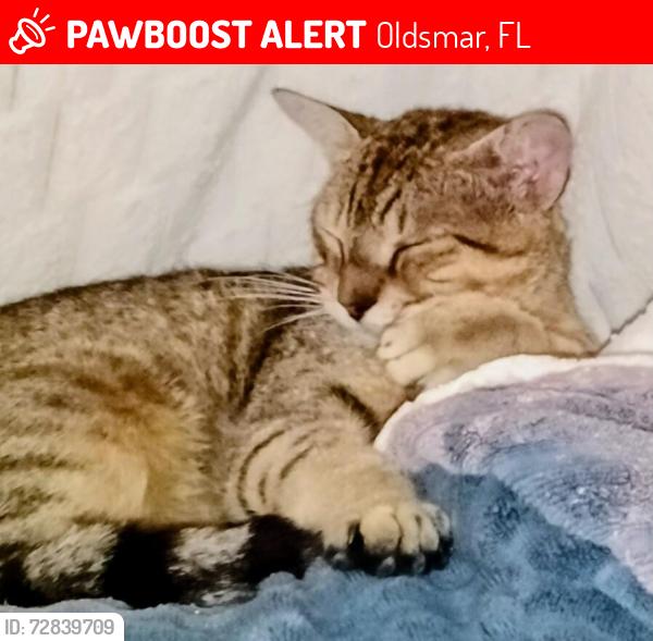Lost Male Cat last seen East Lake Woodlands Oldsmar, Oldsmar, FL 34677