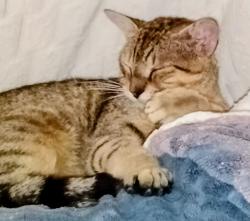 Lost Male Cat last seen East Lake Woodlands Oldsmar, Oldsmar, FL 34677
