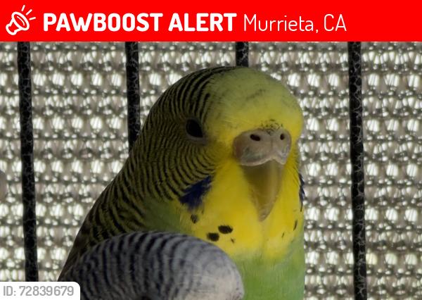Lost Female Bird last seen White Leaf Ln, Los Alamos Rd, Murrieta, CA 92562