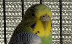 Lost Female Bird last seen White Leaf Ln, Los Alamos Rd, Murrieta, CA 92562
