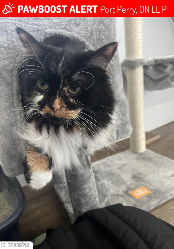 Lost Female Cat last seen Castle Harbour and Cawkers Cove, Port Perry, ON L9L 1P4