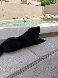 Found/Stray Female Dog last seen Union hills and the 51, Maricopa County, AZ 85308