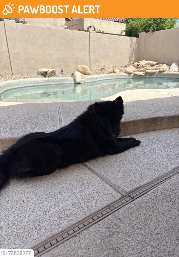Found/Stray Female Dog last seen Union hills and the 51, Maricopa County, AZ 85308
