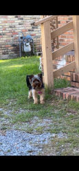 Lost Female Dog last seen Longleaf dr , Mobile, AL 36693