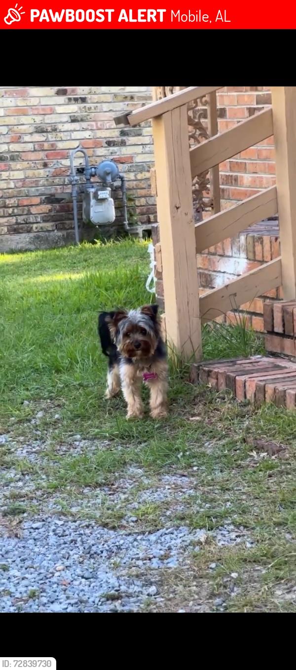 Lost Female Dog last seen Longleaf dr , Mobile, AL 36693
