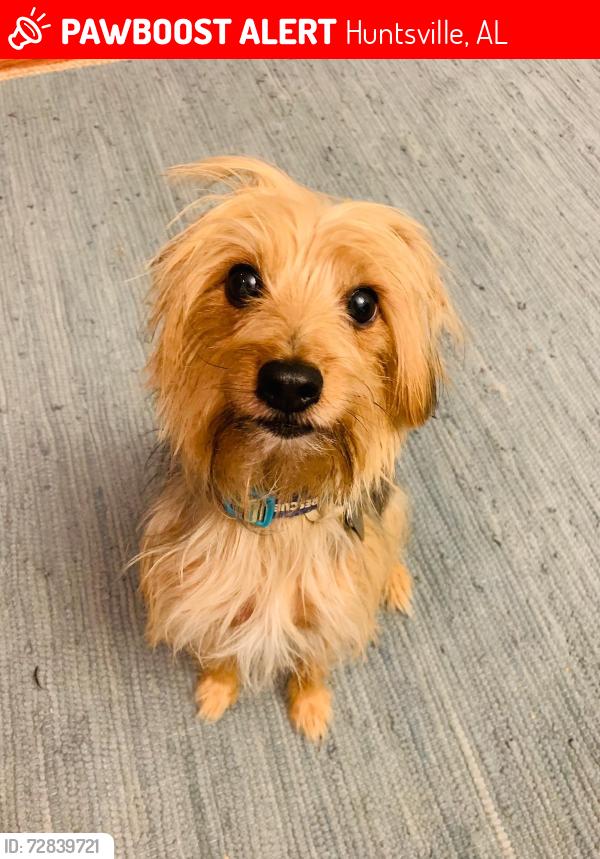 Lost Male Dog last seen Trailhead, Huntsville, AL 35811