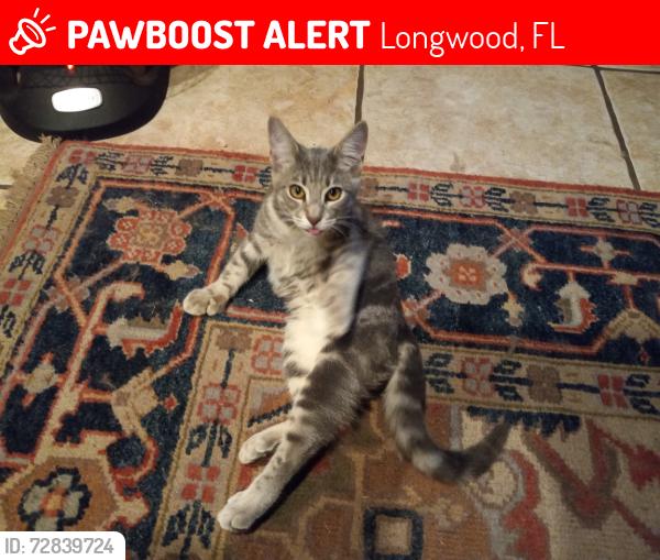 Lost Female Cat last seen Near lyndhurst ct, Longwood, FL 32779