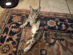 Lost Female Cat last seen Near lyndhurst ct, Longwood, FL 32779