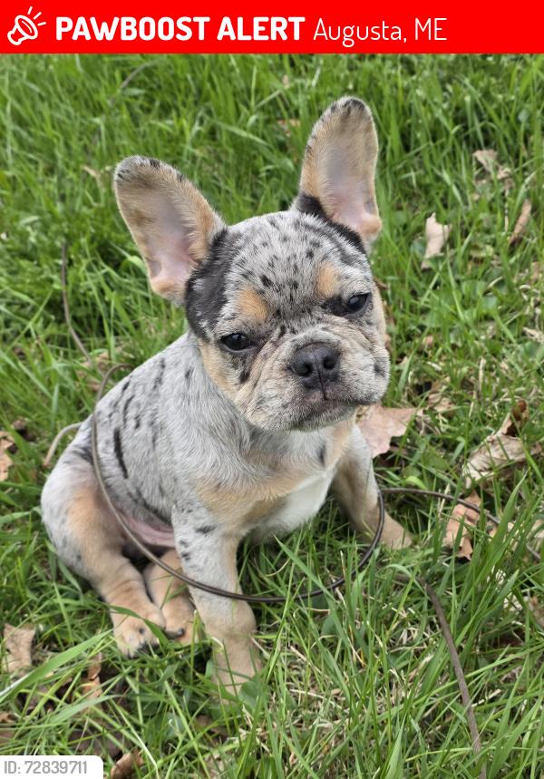 Lost Male Dog last seen It 104 Sidney ME, Augusta, ME 04330