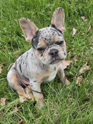 Lost Male Dog last seen It 104 Sidney ME, Augusta, ME 04330