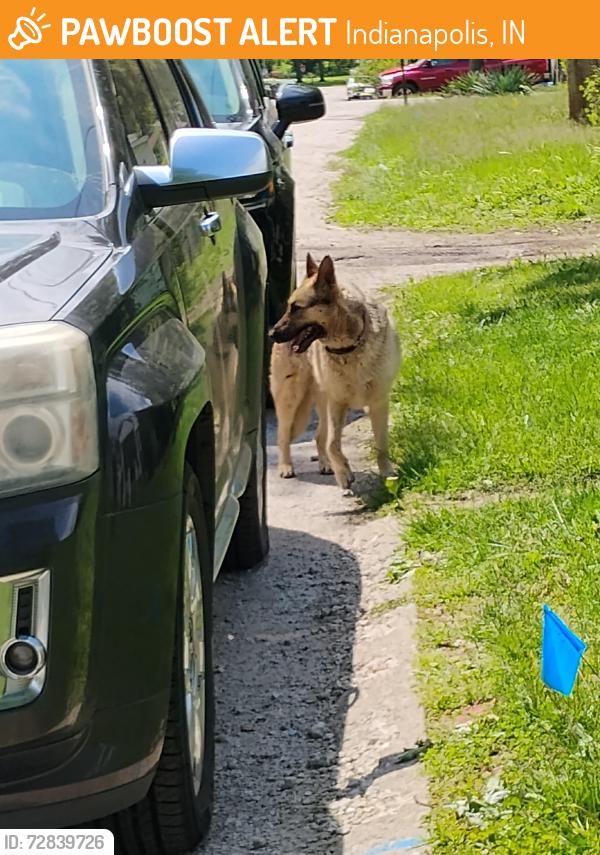 Found/Stray Female Dog last seen Near S. Grant Ave. , Indianapolis, IN 46201