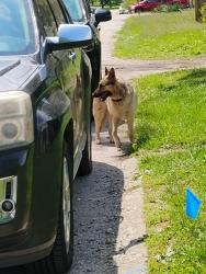 Found/Stray Female Dog last seen Near S. Grant Ave. , Indianapolis, IN 46201