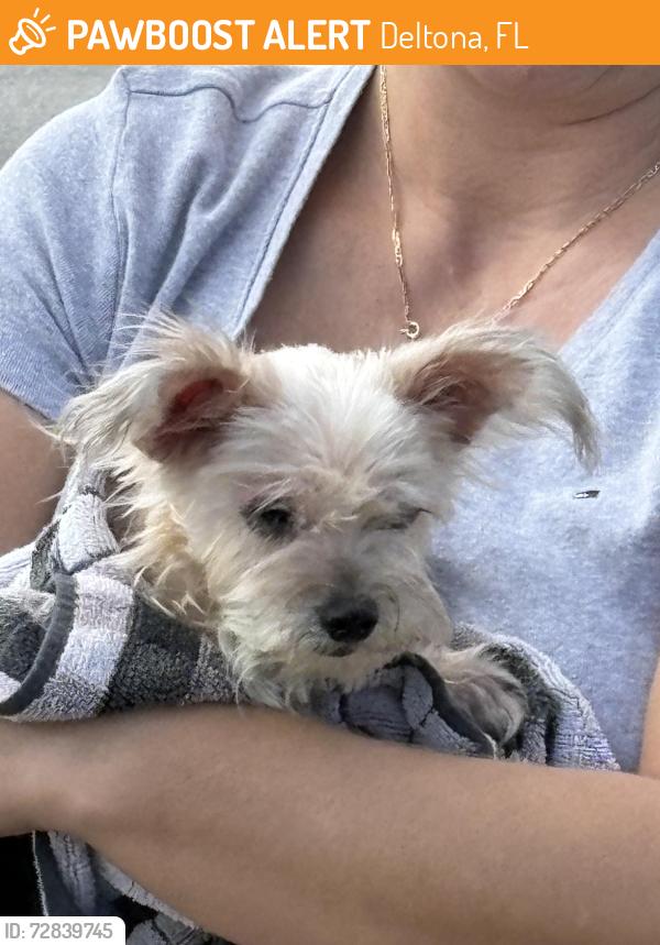 Found/Stray Female Dog last seen Elkcam& Nemo dr, Deltona, FL 32725