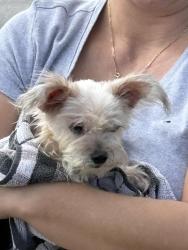 Found/Stray Female Dog last seen Elkcam& Nemo dr, Deltona, FL 32725