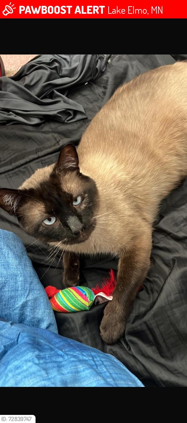 Lost Male Cat last seen Upper 31st St N, Lake Elmo, MN 55042