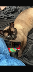 Lost Male Cat last seen Upper 31st St N, Lake Elmo, MN 55042