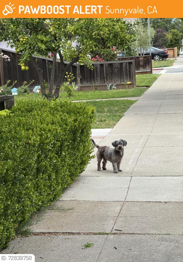 Found/Stray Male Dog last seen Sunnyvale Downtown, Sunnyvale, CA 94086