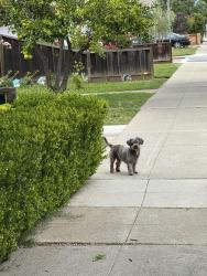 Found/Stray Male Dog last seen Sunnyvale Downtown, Sunnyvale, CA 94086