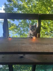 Found/Stray Female Cat last seen 19th street, Little Rock, AR 72205