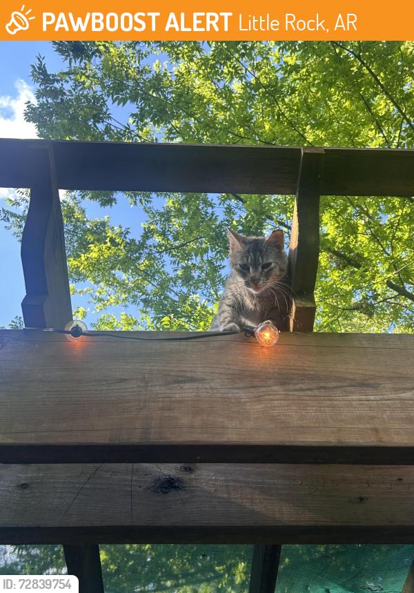 Found/Stray Female Cat last seen 19th street, Little Rock, AR 72205
