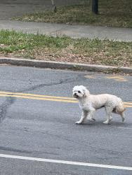Found/Stray Unknown Dog last seen Near Duke East campus , Durham, NC 27705