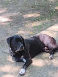 Found/Stray Unknown Dog last seen Belle Meadow subdivision, Pensacola, FL 32514