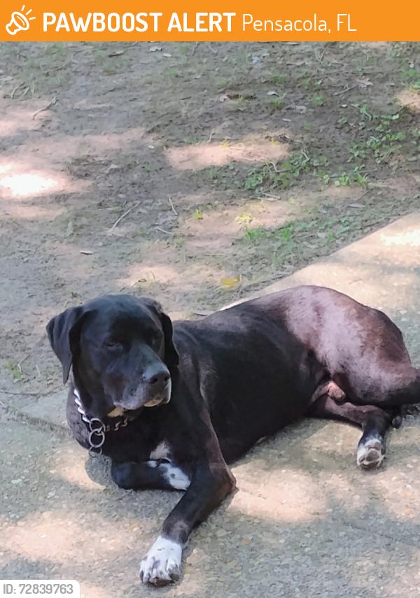 Found/Stray Unknown Dog last seen Belle Meadow subdivision, Pensacola, FL 32514