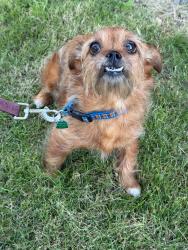 Found/Stray Female Dog last seen rickmansworth dr Plano tx , Plano, TX 75025