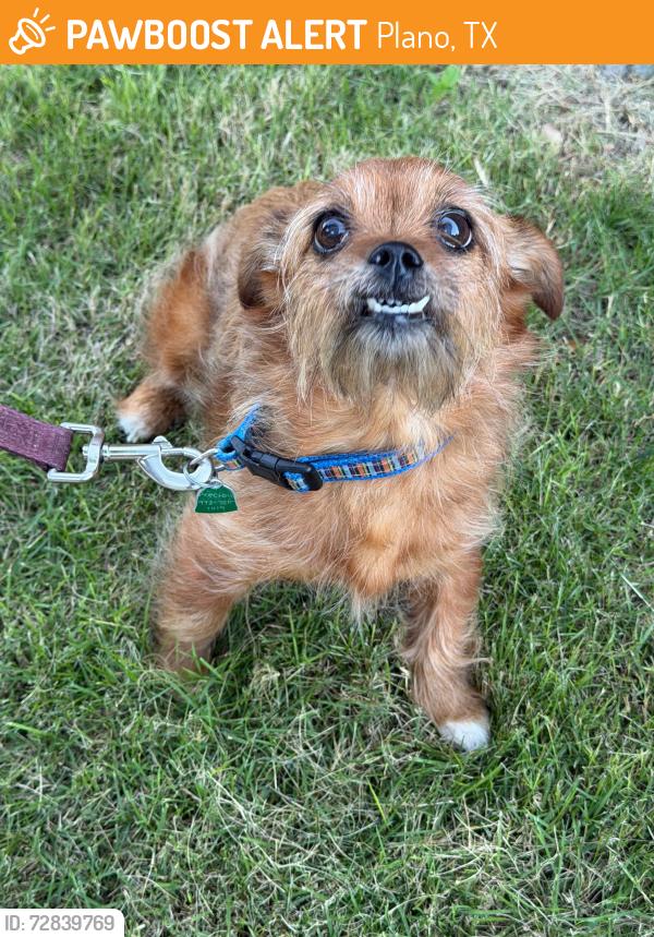Found/Stray Female Dog last seen rickmansworth dr Plano tx , Plano, TX 75025