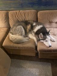 Reunited Male Dog last seen 13th and Allegheny ave, Philadelphia, PA 19132