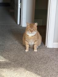 Lost Male Cat last seen Village Way and 86th Street, Indianapolis, IN 46256