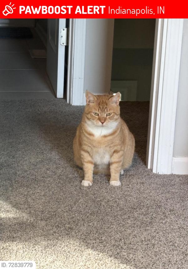 Lost Male Cat last seen Village Way and 86th Street, Indianapolis, IN 46256