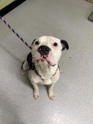 Shelter Stray Male Dog last seen Near , Indianapolis, IN 46221
