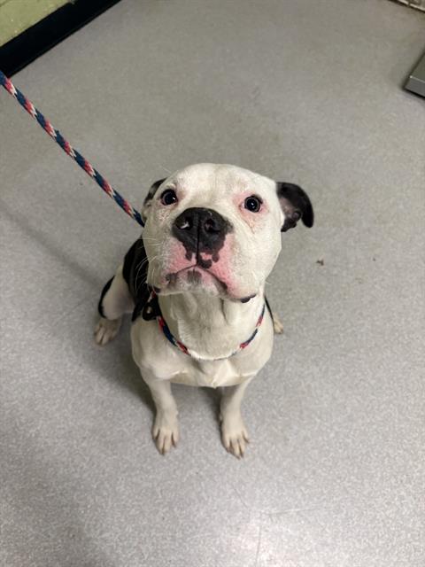 Shelter Stray Male Dog last seen Near , Indianapolis, IN 46221