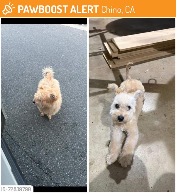Found/Stray Unknown Dog last seen Unknown, Chino, CA 91710
