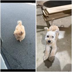 Found/Stray Unknown Dog last seen Unknown, Chino, CA 91710
