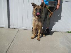 Shelter Stray Female Dog last seen Near BLOCK SHEPHERDSVILLE ROAD, Watterson Park, KY 40218